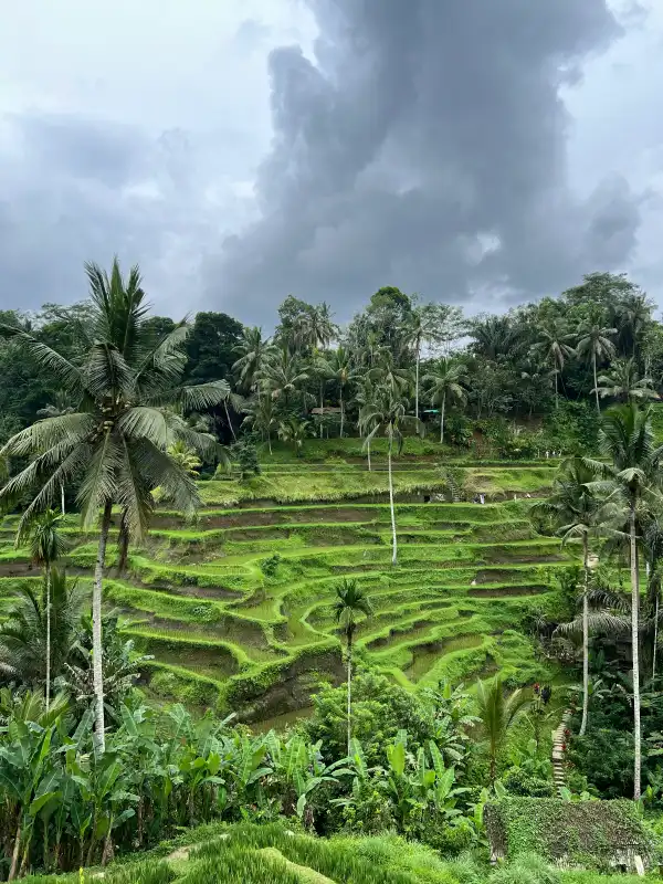 Tegallalang Rice Terraces Ubud Bali - iconic rice paddies with stunning green landscape, traditional Balinese irrigation system subak, scenic viewpoint in Ubud countryside, top Instagram spot in Bali, nature and culture tour in Ubud, explore Bali's terraced rice fields
